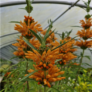 Leonotis Leonurus